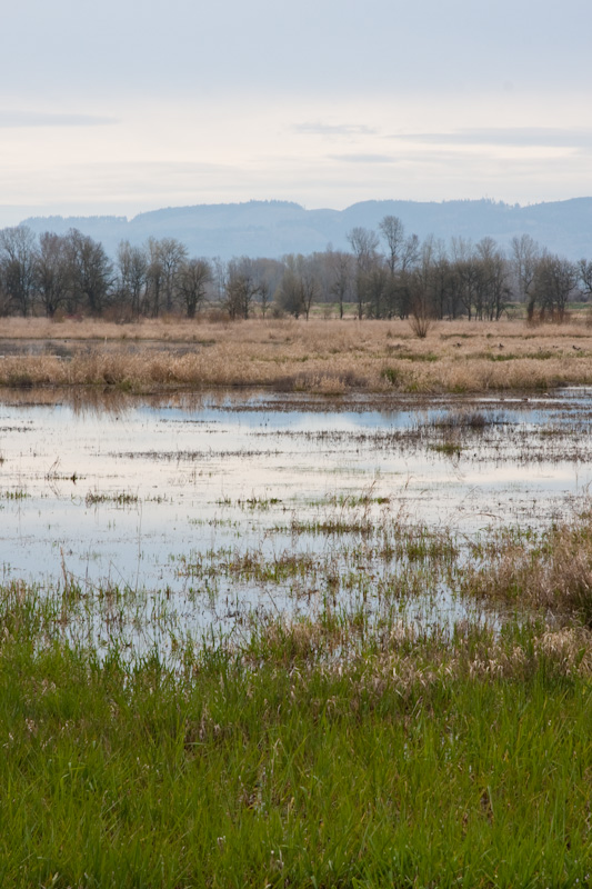 Flooded Field